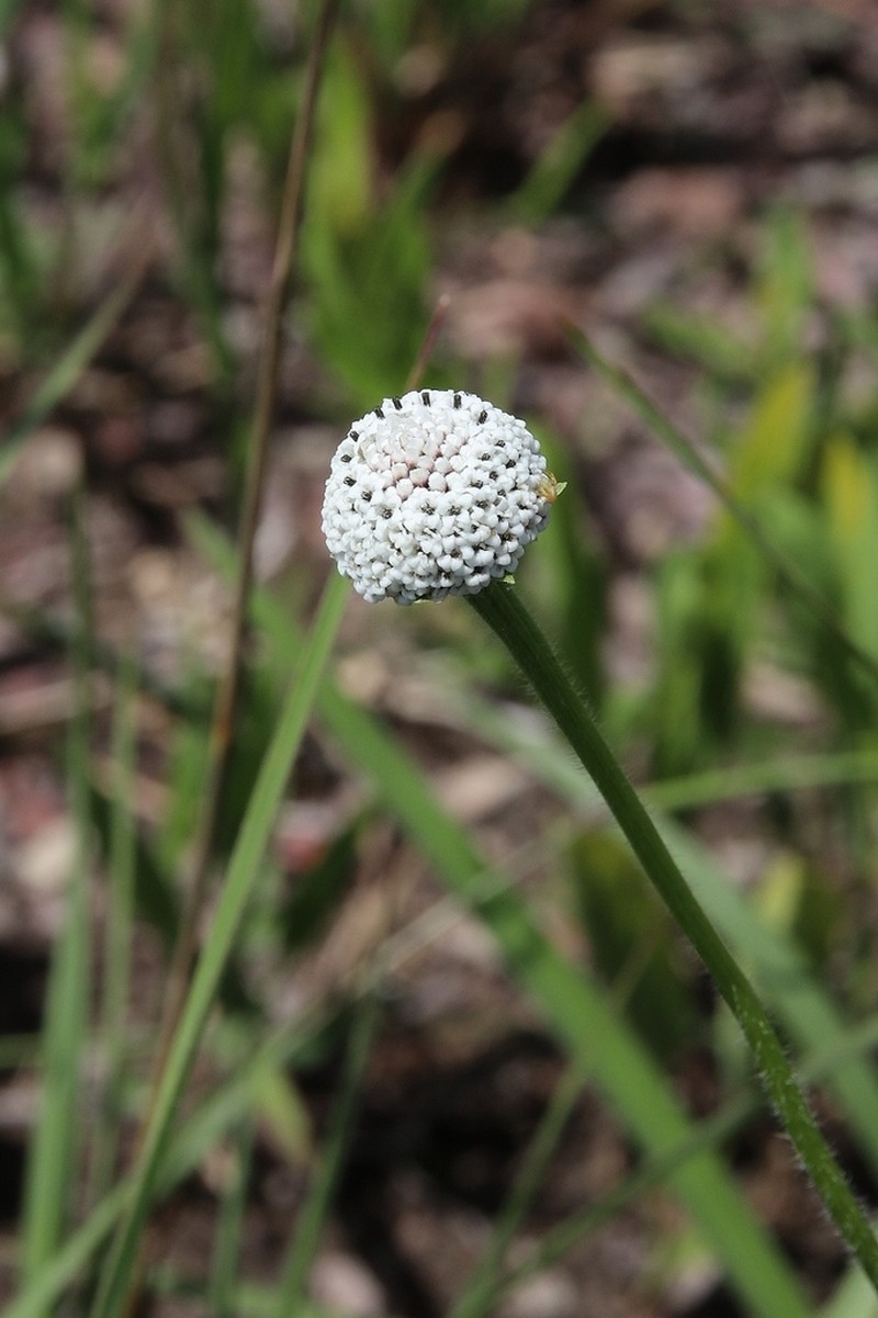 Spilanthes nervosa photo 3