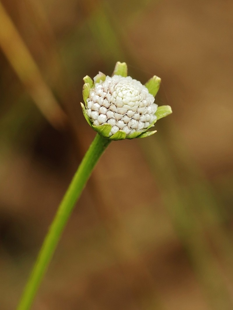 Spilanthes nervosa photo 5