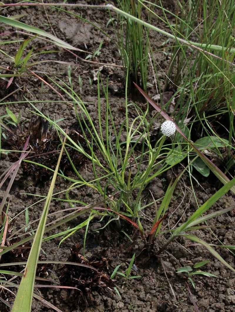Spilanthes nervosa photo 6