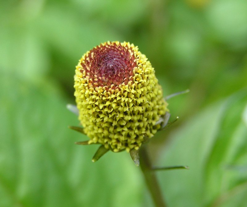 Spilanthes