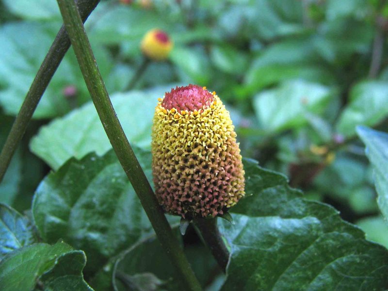 Spilanthes photo 2