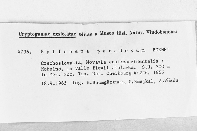 Paradox Spilonema Lichen photo 4