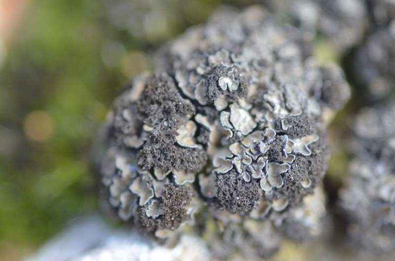 Spilonema Lichen photo 4