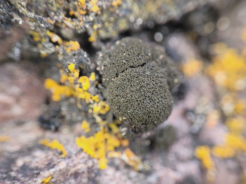 Spilonema Lichen photo 5