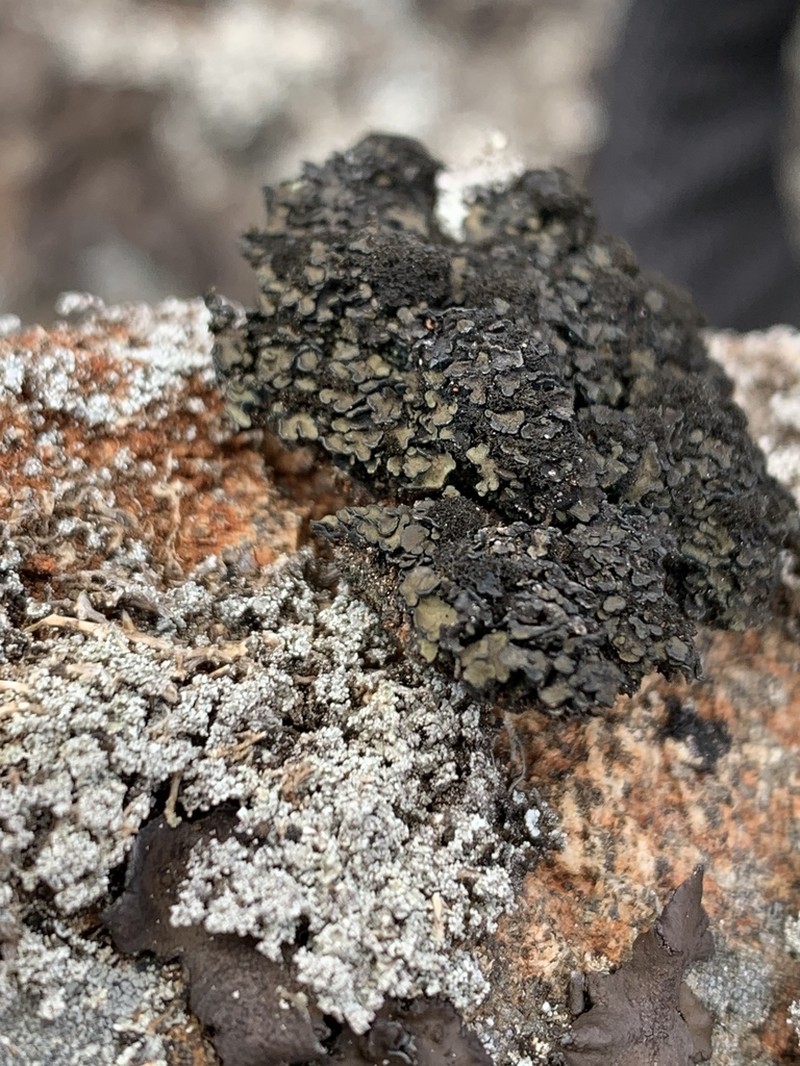 Spilonema Lichen photo 6
