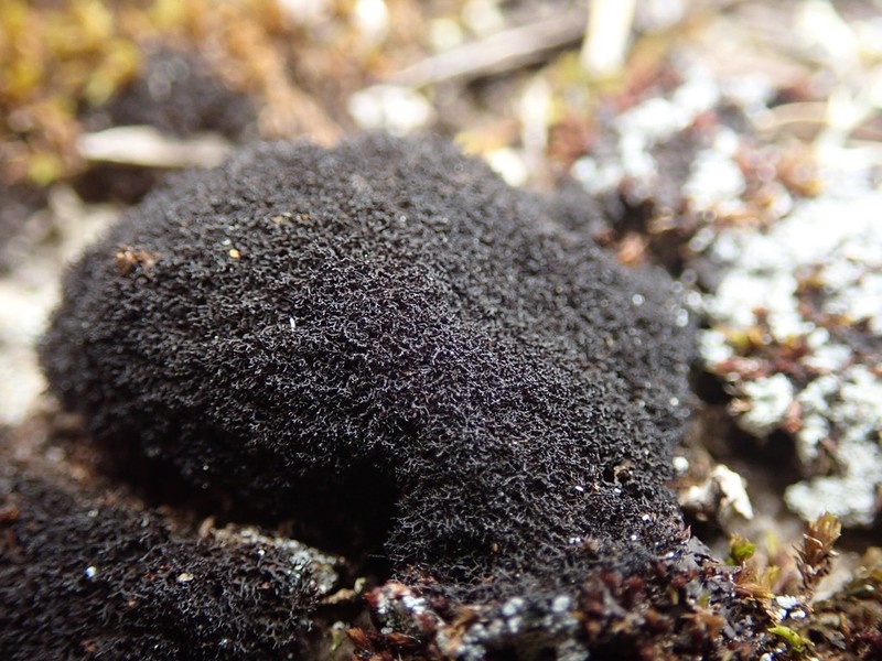 Spilonema Lichen photo 7
