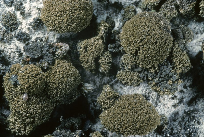 Spilonema Lichen