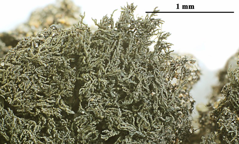 Spilonema Lichen photo 2