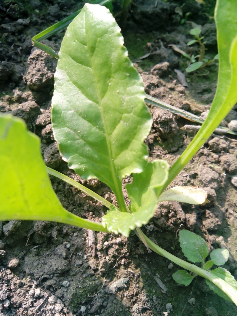 Spinach photo 3