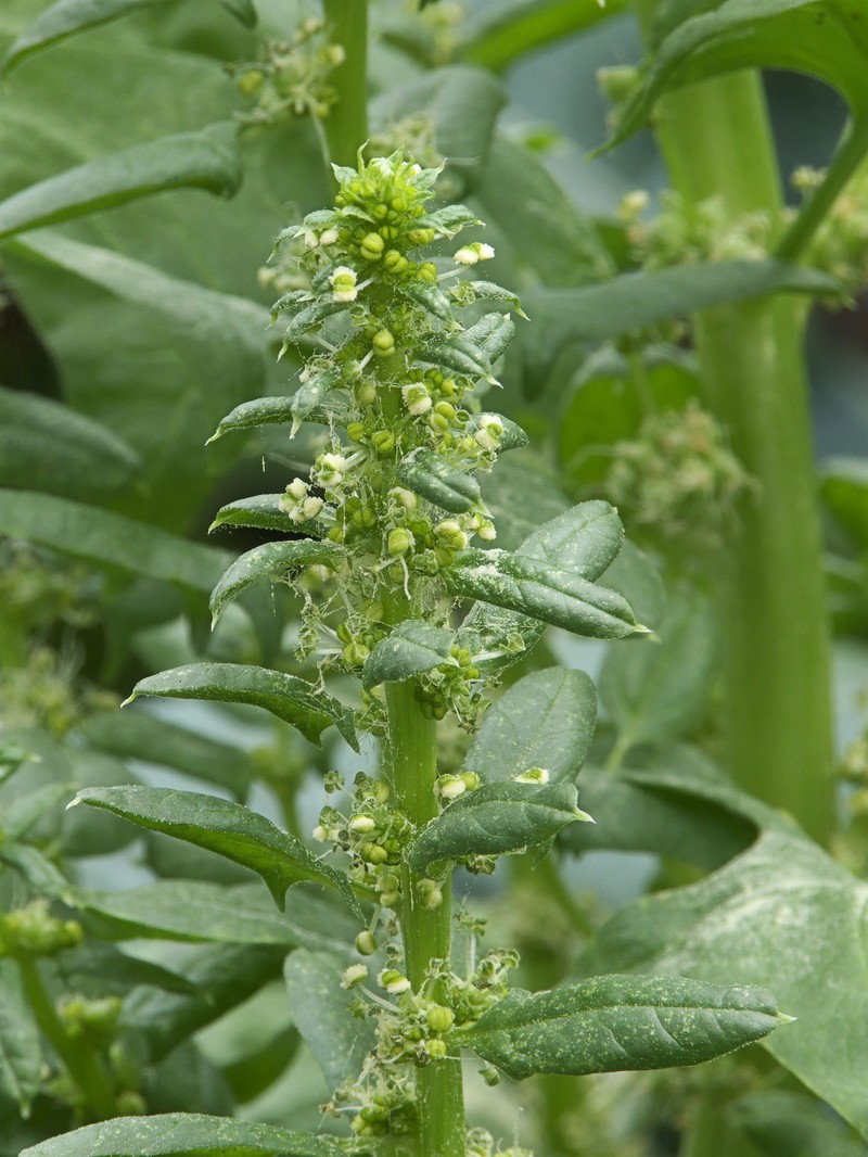Spinach photo 4