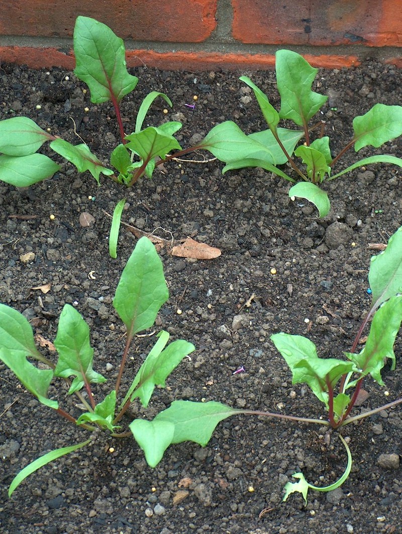 Spinacia oleracea subsp. oleracea photo 2