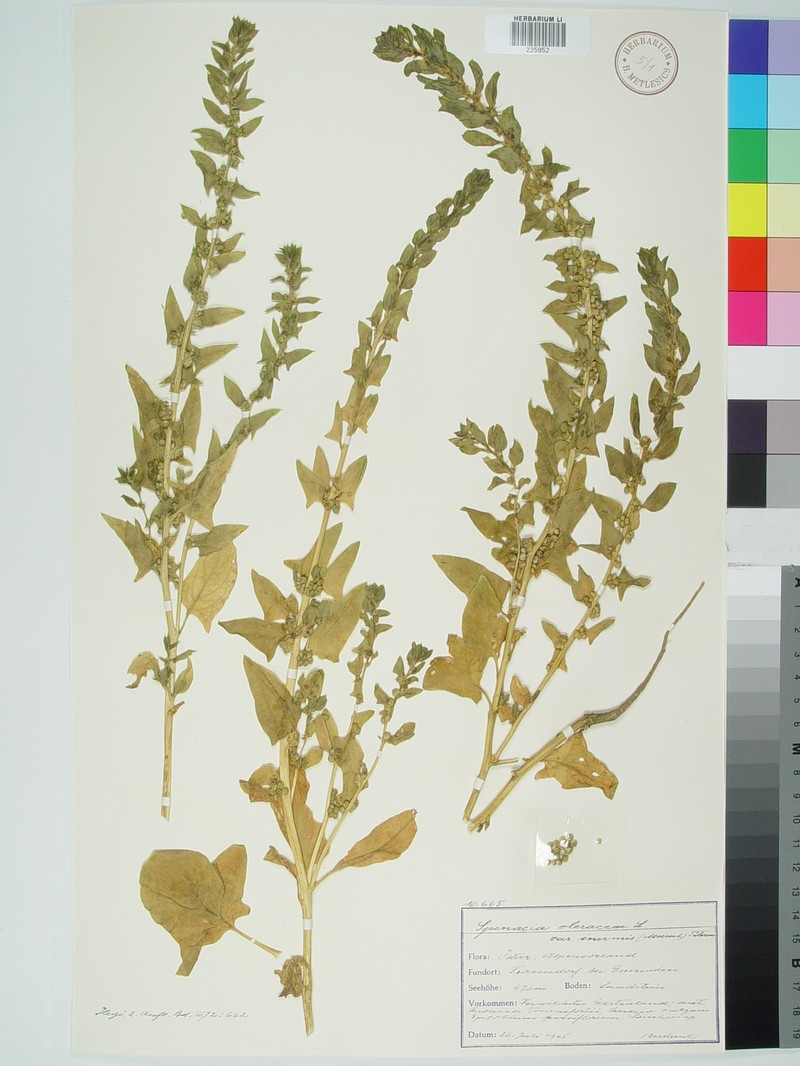 Spinacia oleracea subsp. oleracea photo 3
