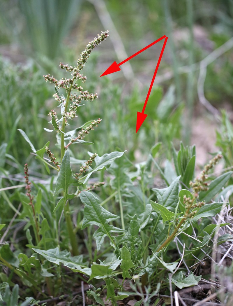Spinacia oleracea subsp. turkestanica photo 2
