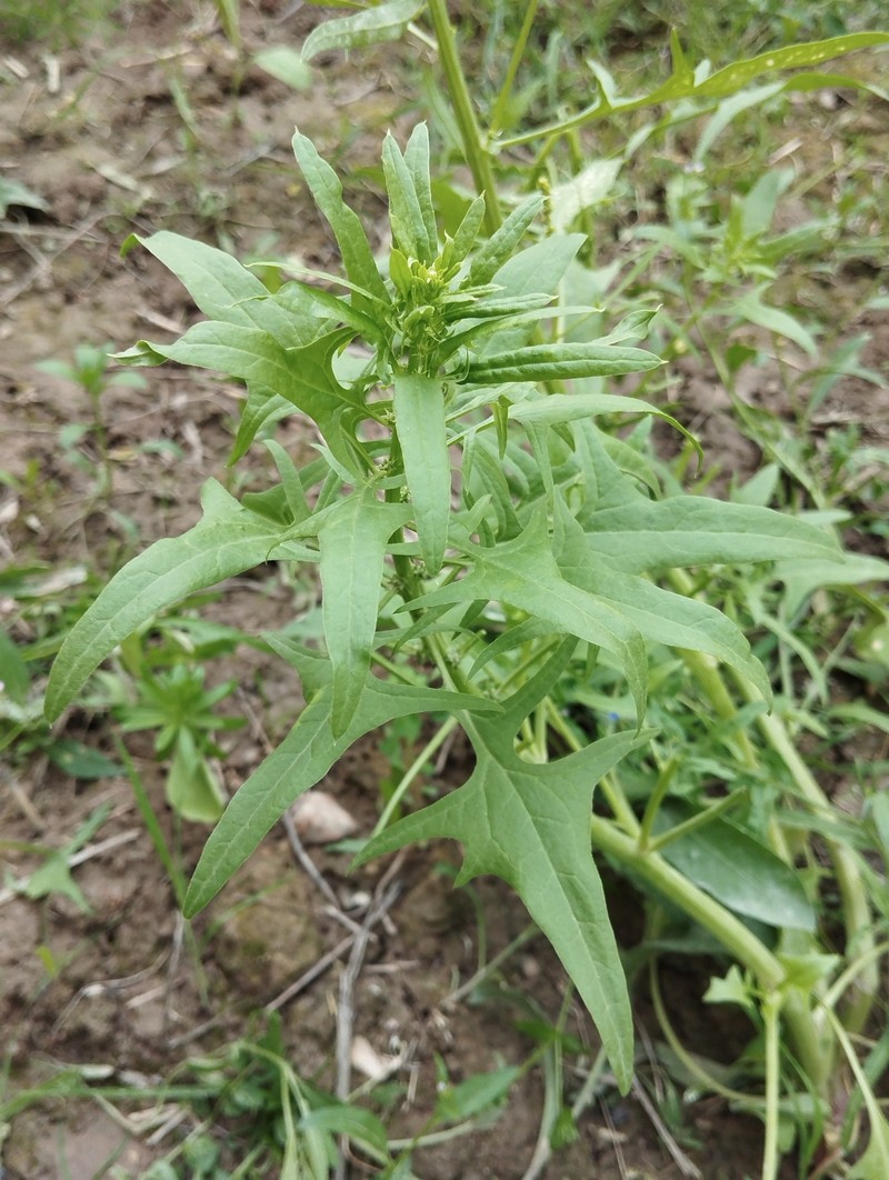 Spinacia oleracea subsp. turkestanica photo 3