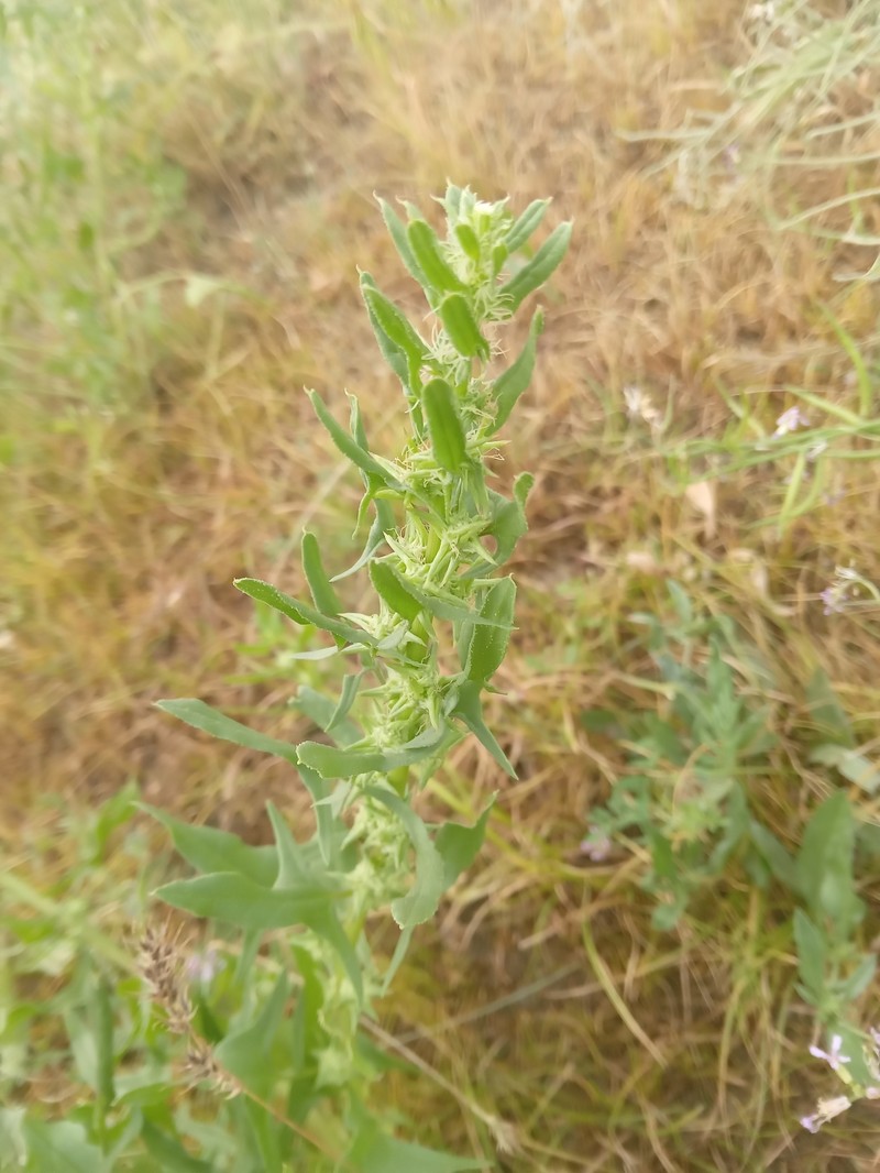 Spinacia oleracea subsp. turkestanica photo 4