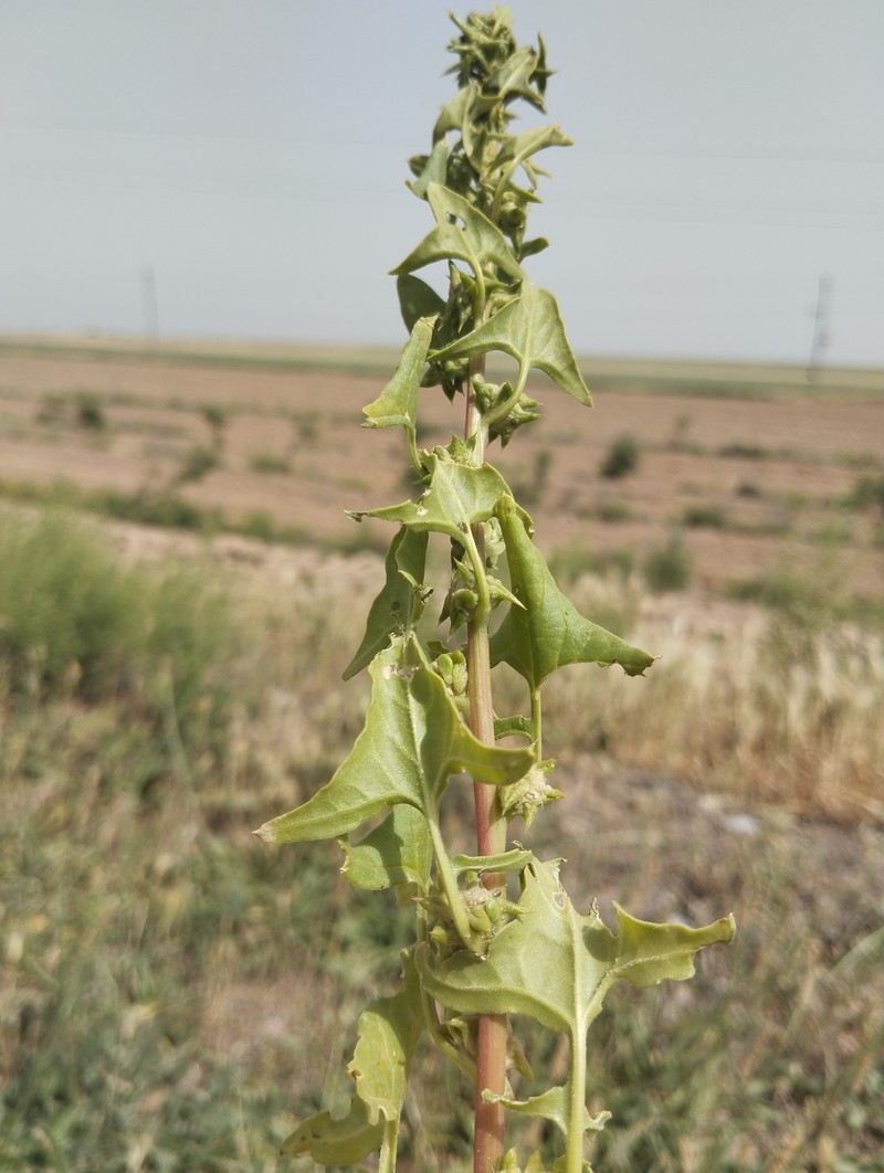 Spinacia oleracea subsp. turkestanica photo 5