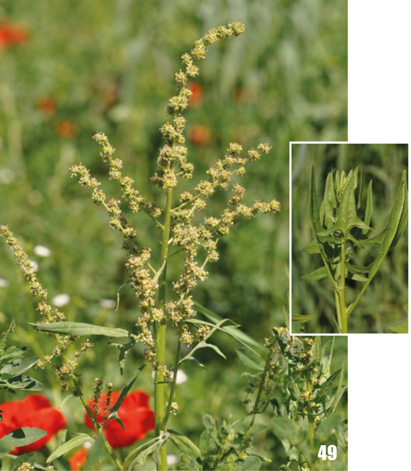 Spinacia oleracea subsp. turkestanica
