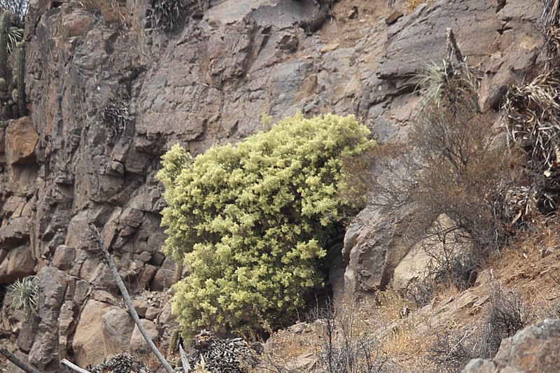 Spinoliva ilicifolia