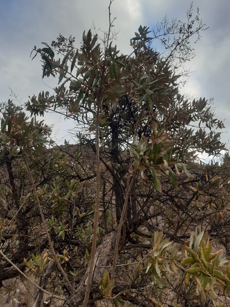 Spinoliva ilicifolia photo 3