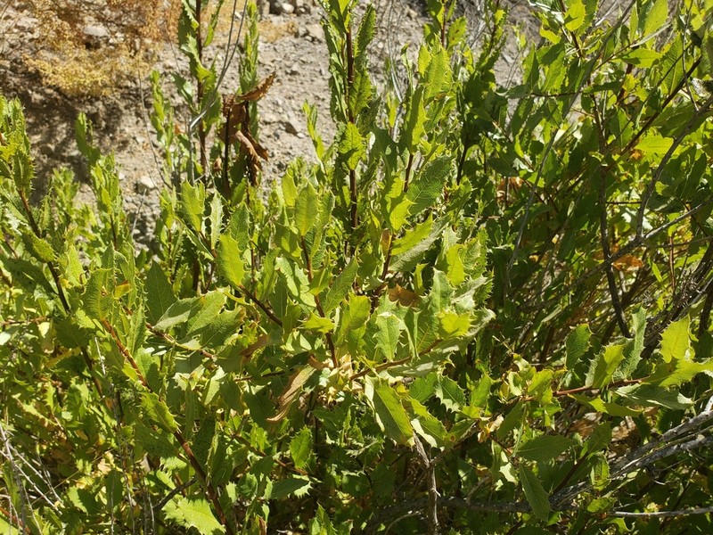 Spinoliva ilicifolia photo 4
