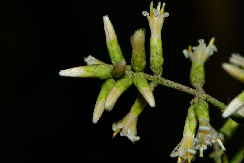 Spinoliva ilicifolia photo 5