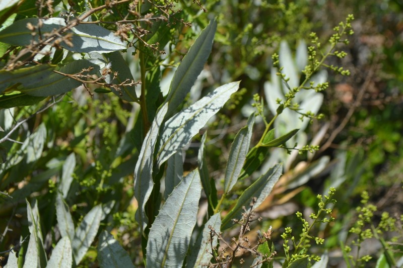 Spinoliva ilicifolia photo 6