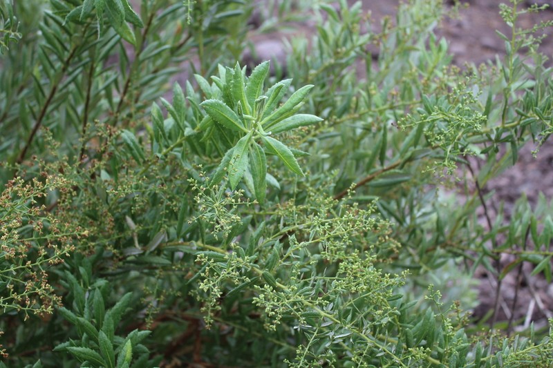 Spinoliva ilicifolia photo 7