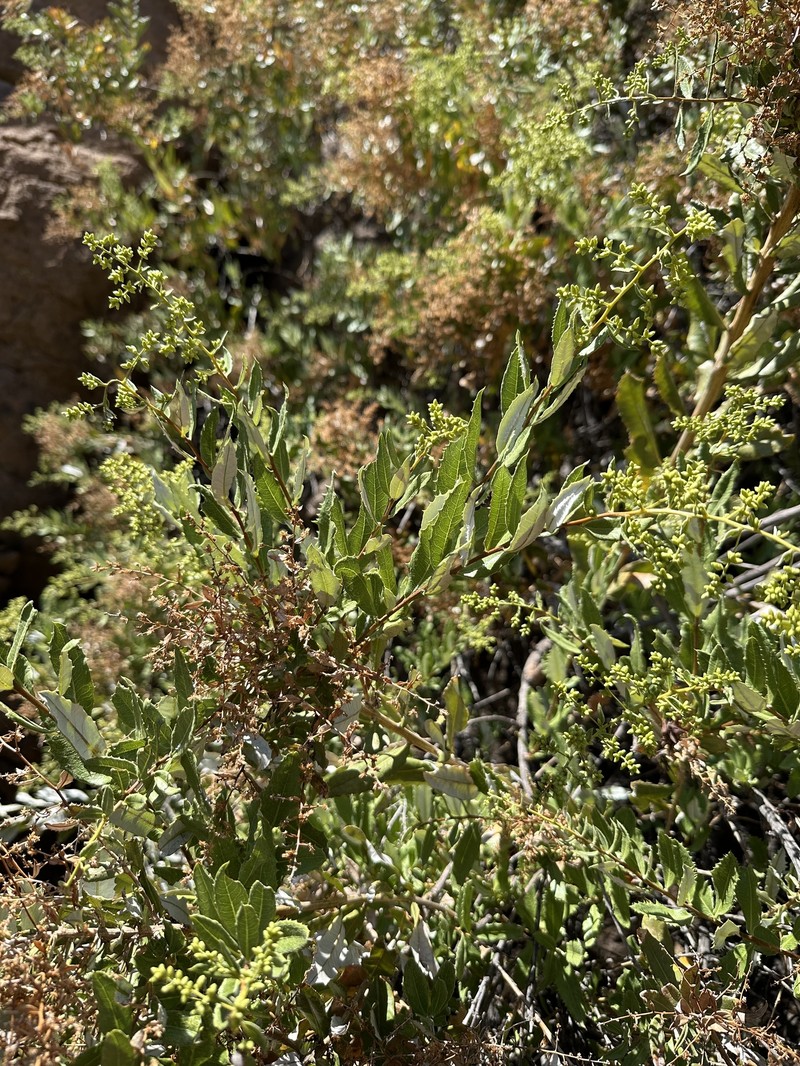 Spinoliva ilicifolia subsp. baccharoides