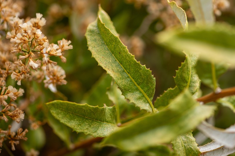 Spinoliva ilicifolia subsp. baccharoides photo 3