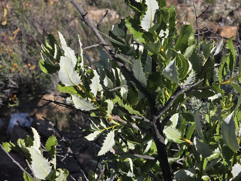 Spinoliva ilicifolia subsp. baccharoides photo 4