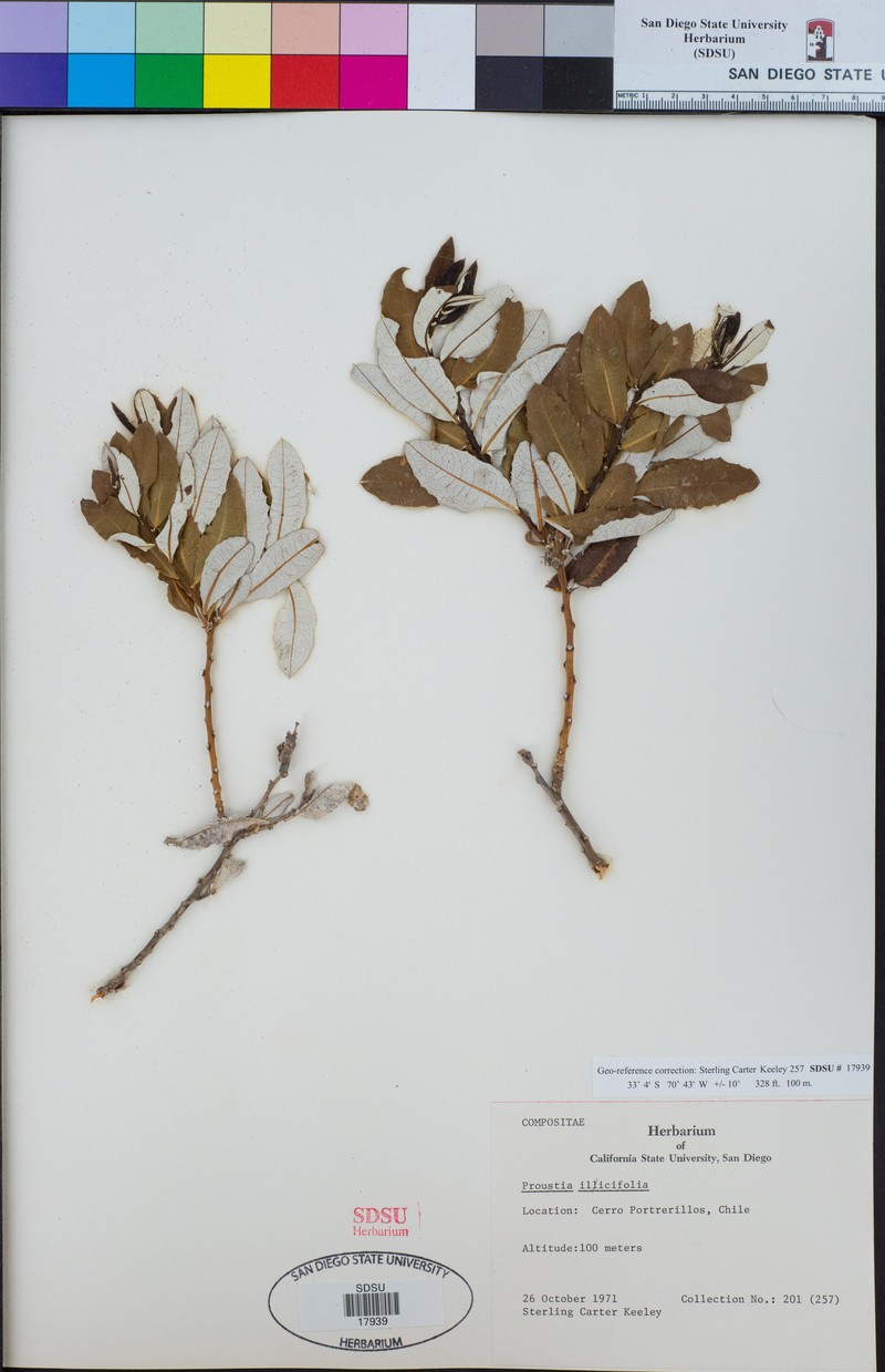 Spinoliva ilicifolia subsp. ilicifolia