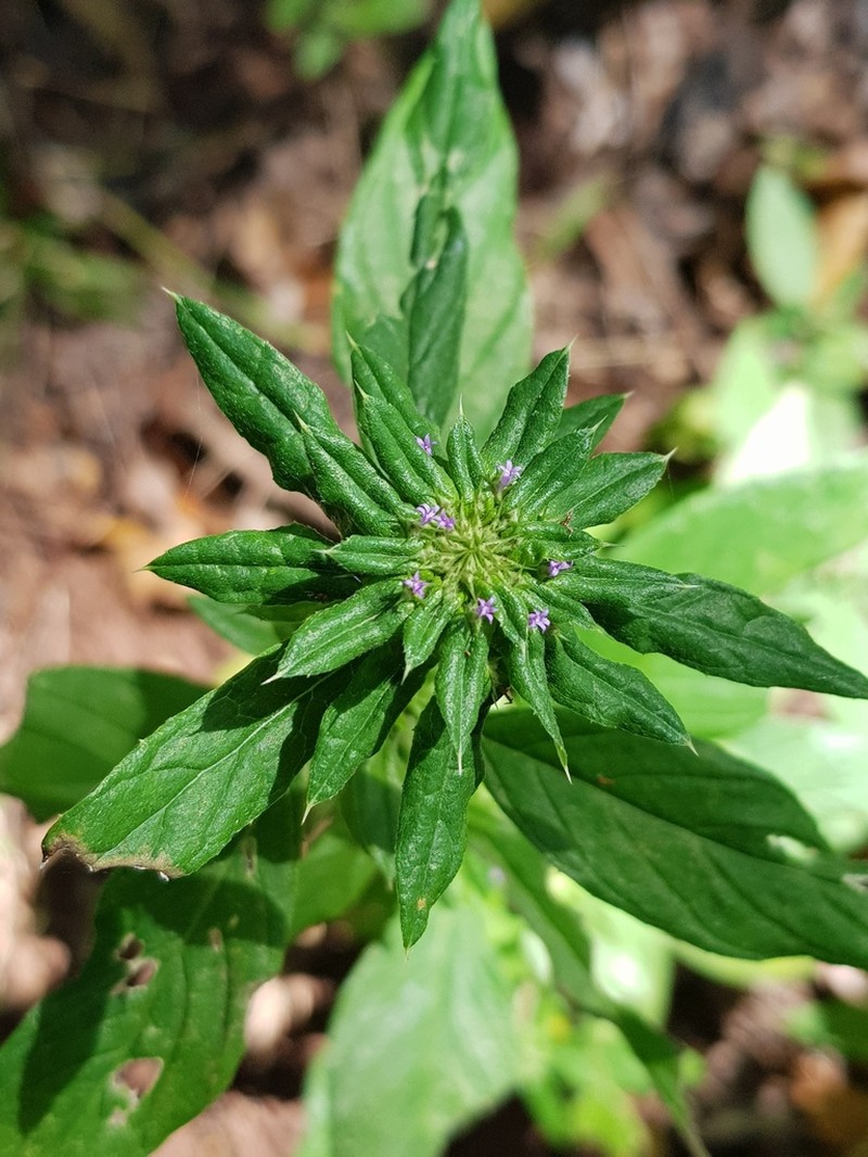 Dogwoodleaf photo 2