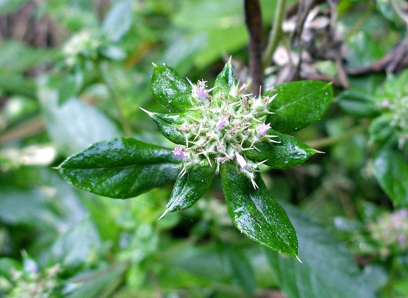 Dogwoodleaf photo 3