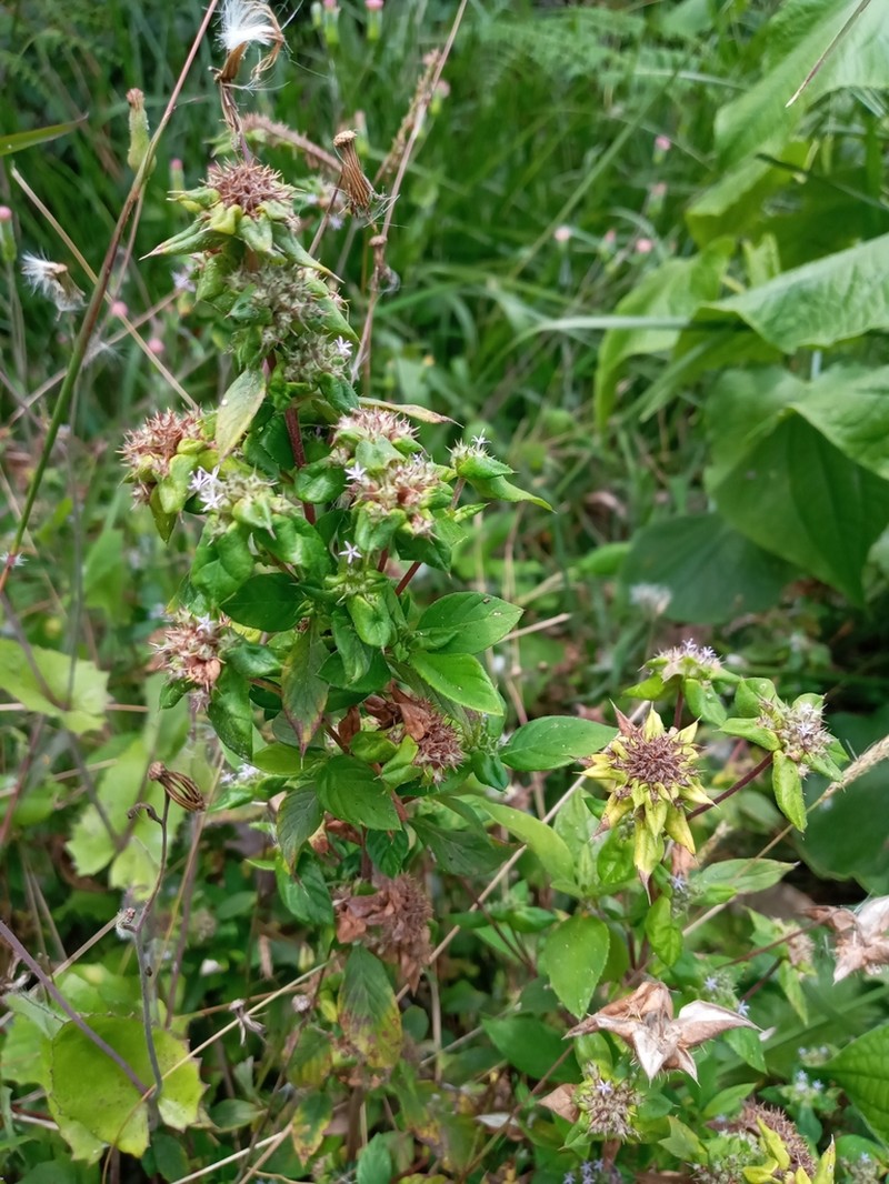 Dogwoodleaf photo 5