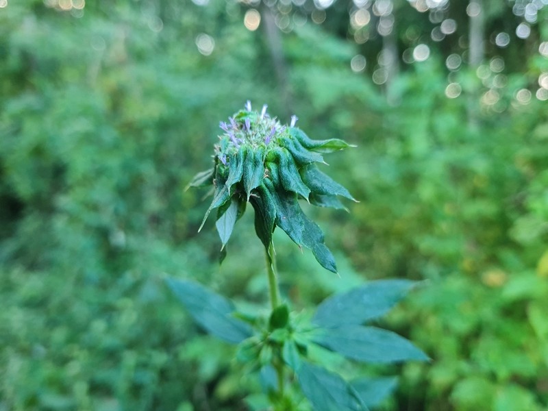 Dogwoodleaf photo 6
