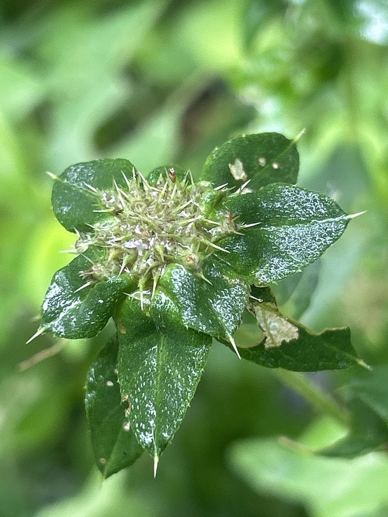 Dogwoodleaf photo 7