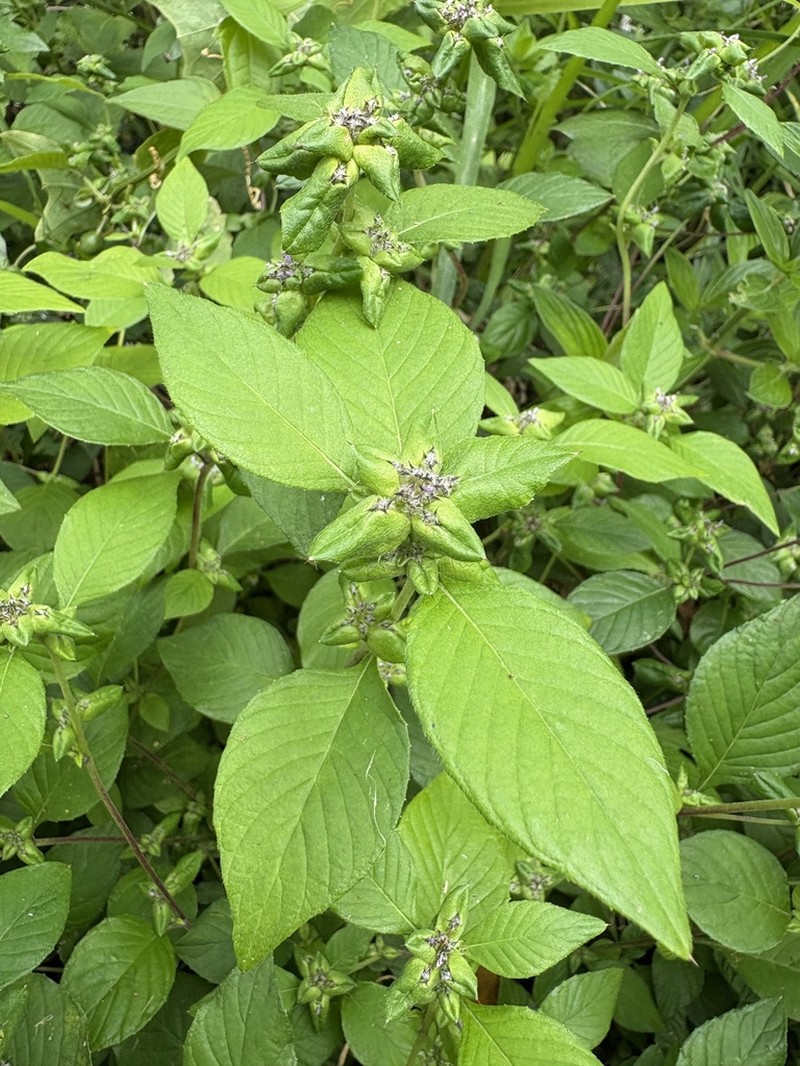 Dogwoodleaf photo 8