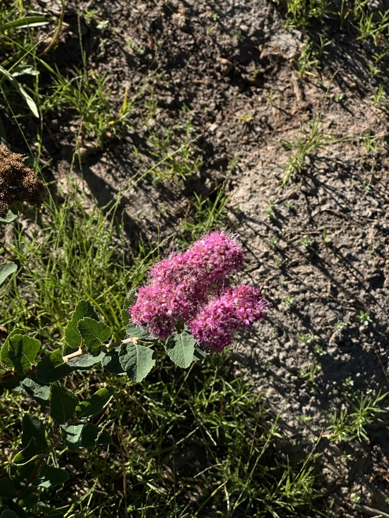 Spirea