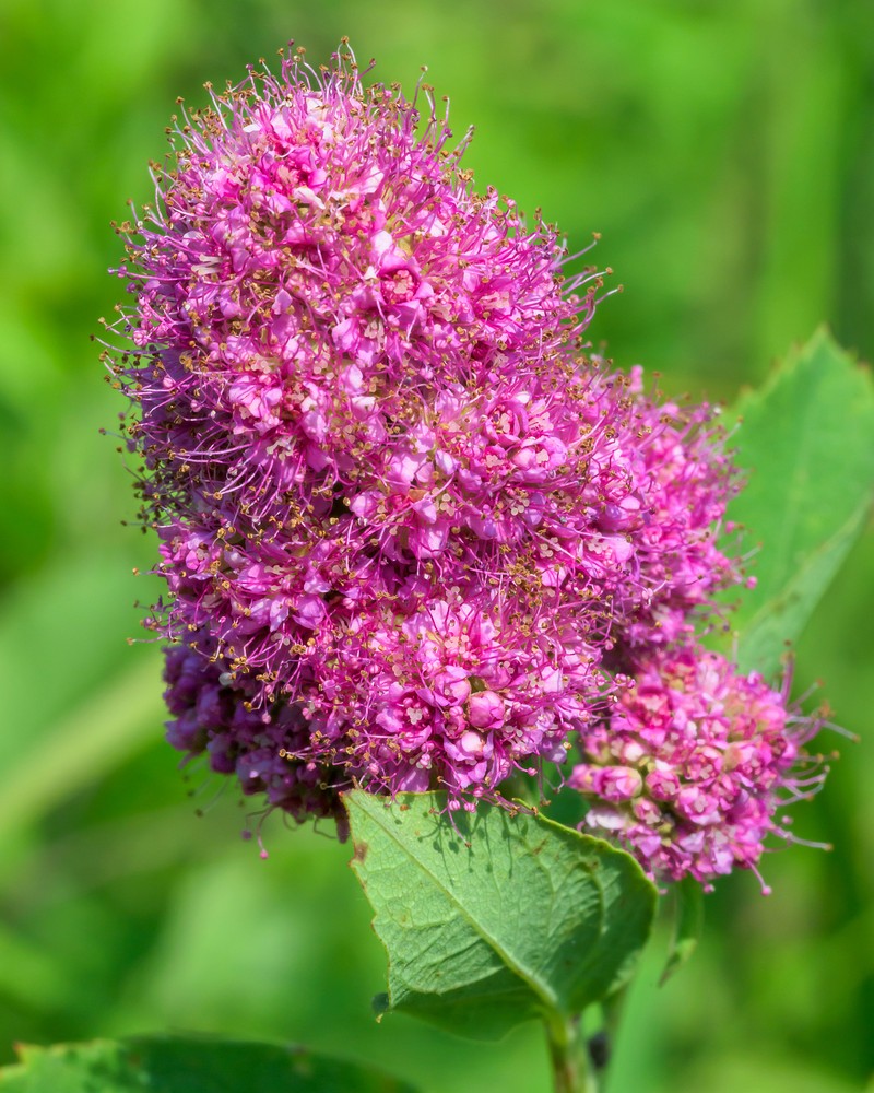 Spirea photo 2