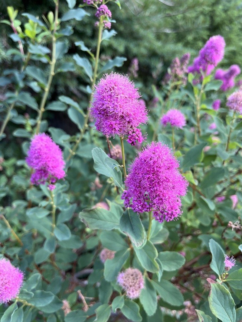 Spirea photo 3