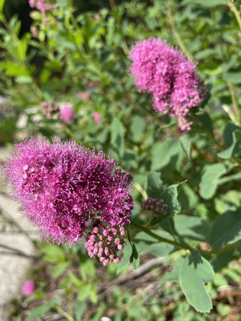 Spirea photo 4