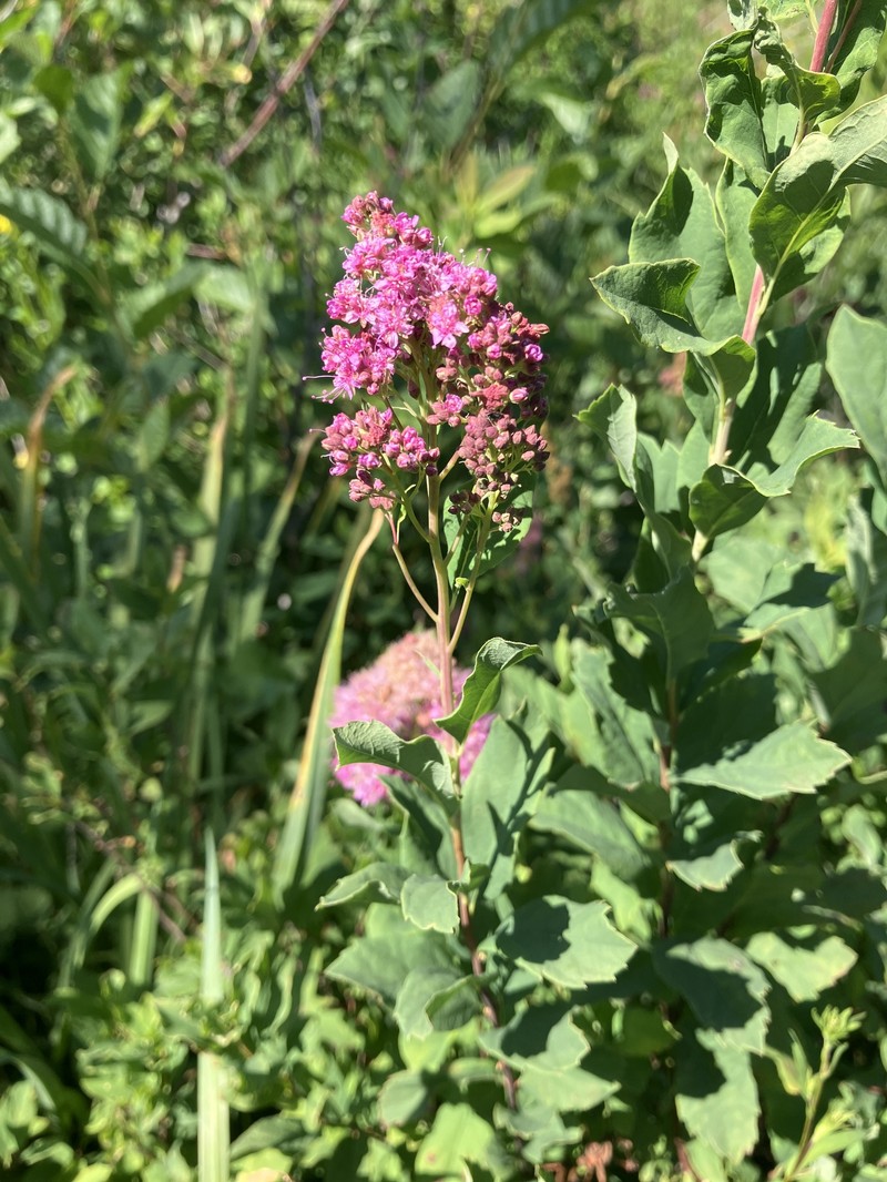 Spirea photo 5