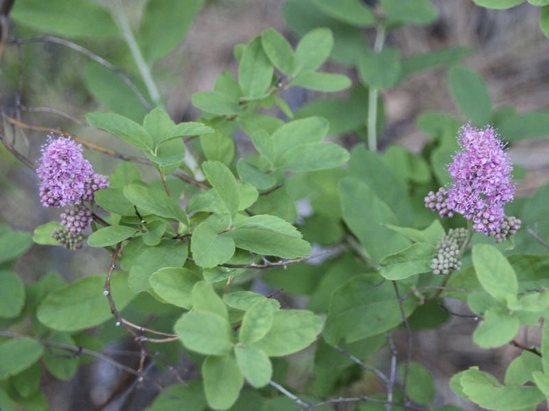 Spirea photo 6
