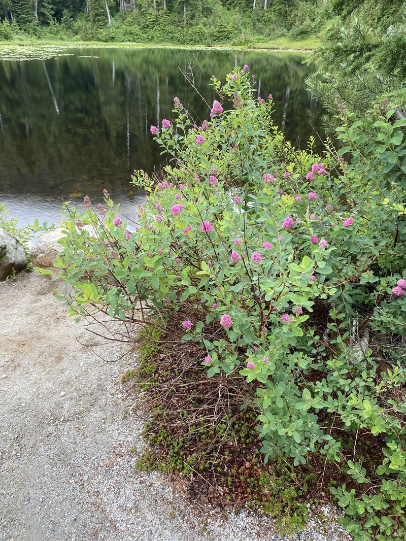 Spirea photo 7