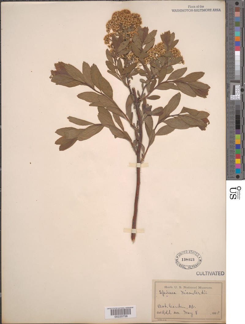 Spiraea × pikoviensis