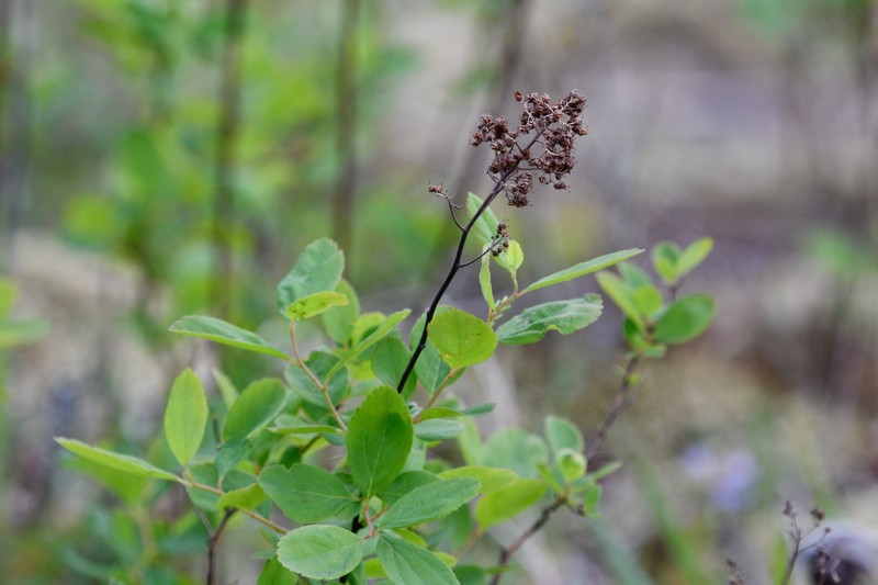 Spirea