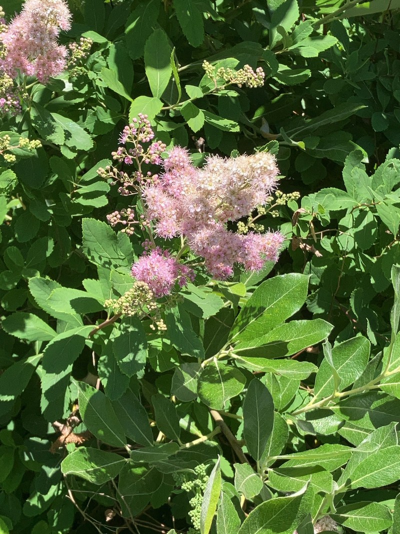 Spirea photo 2