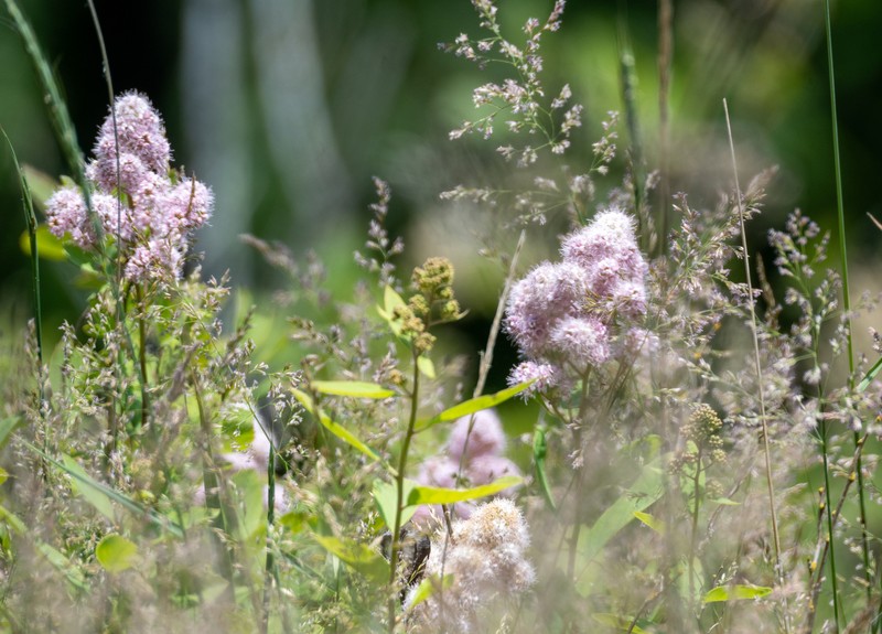 Spirea photo 3