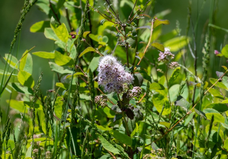 Spirea photo 4