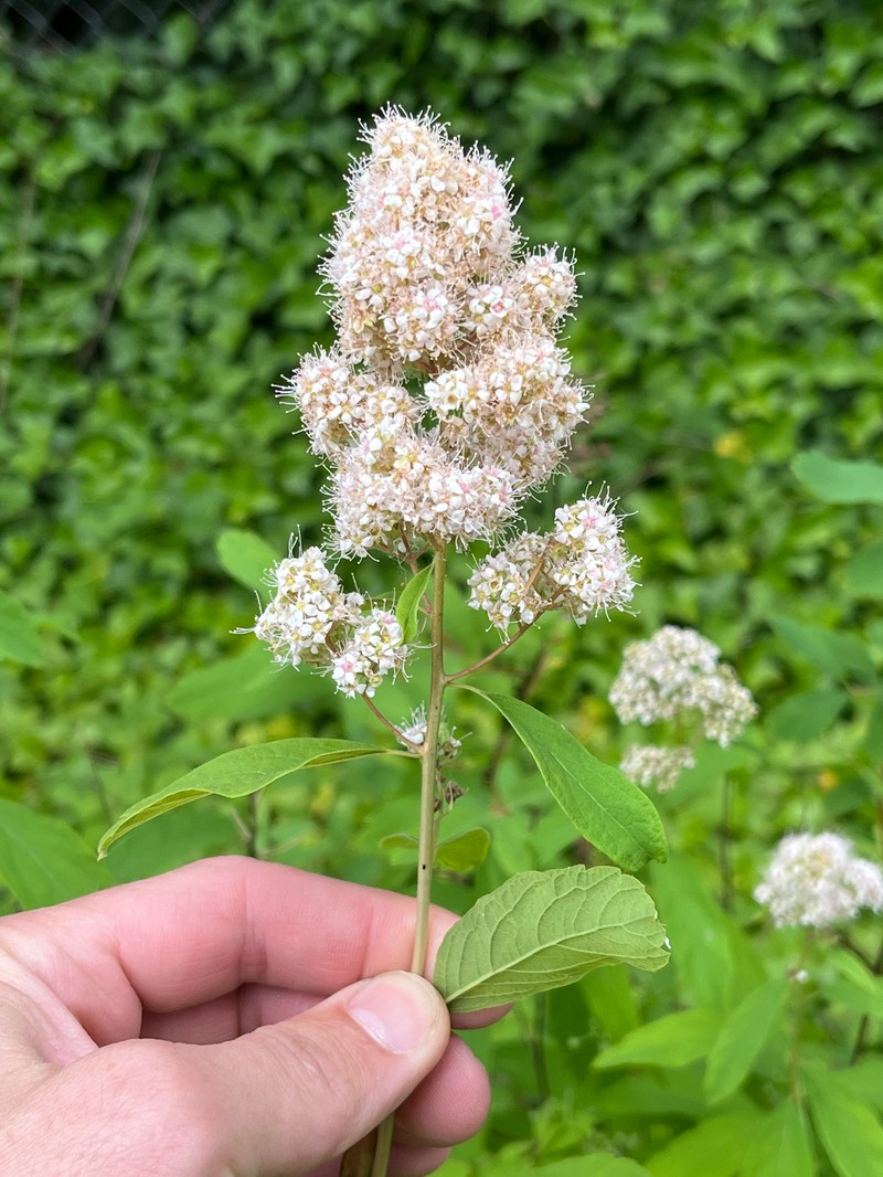 Spirea photo 5